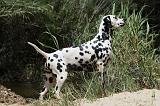 DALMATIEN 328